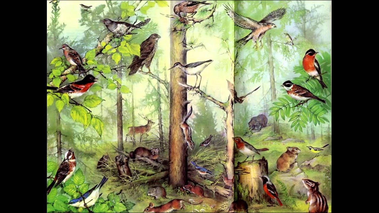 Живые организмы смешанного леса