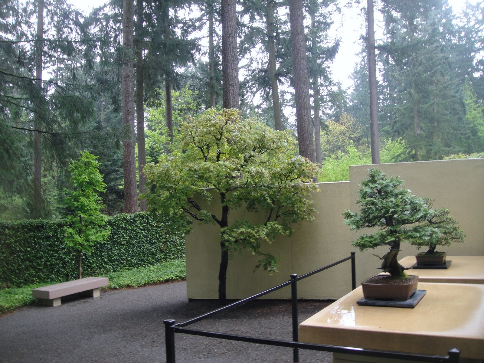 GardenEnvy Bonsai In Seattle Small Trees, Big Impact