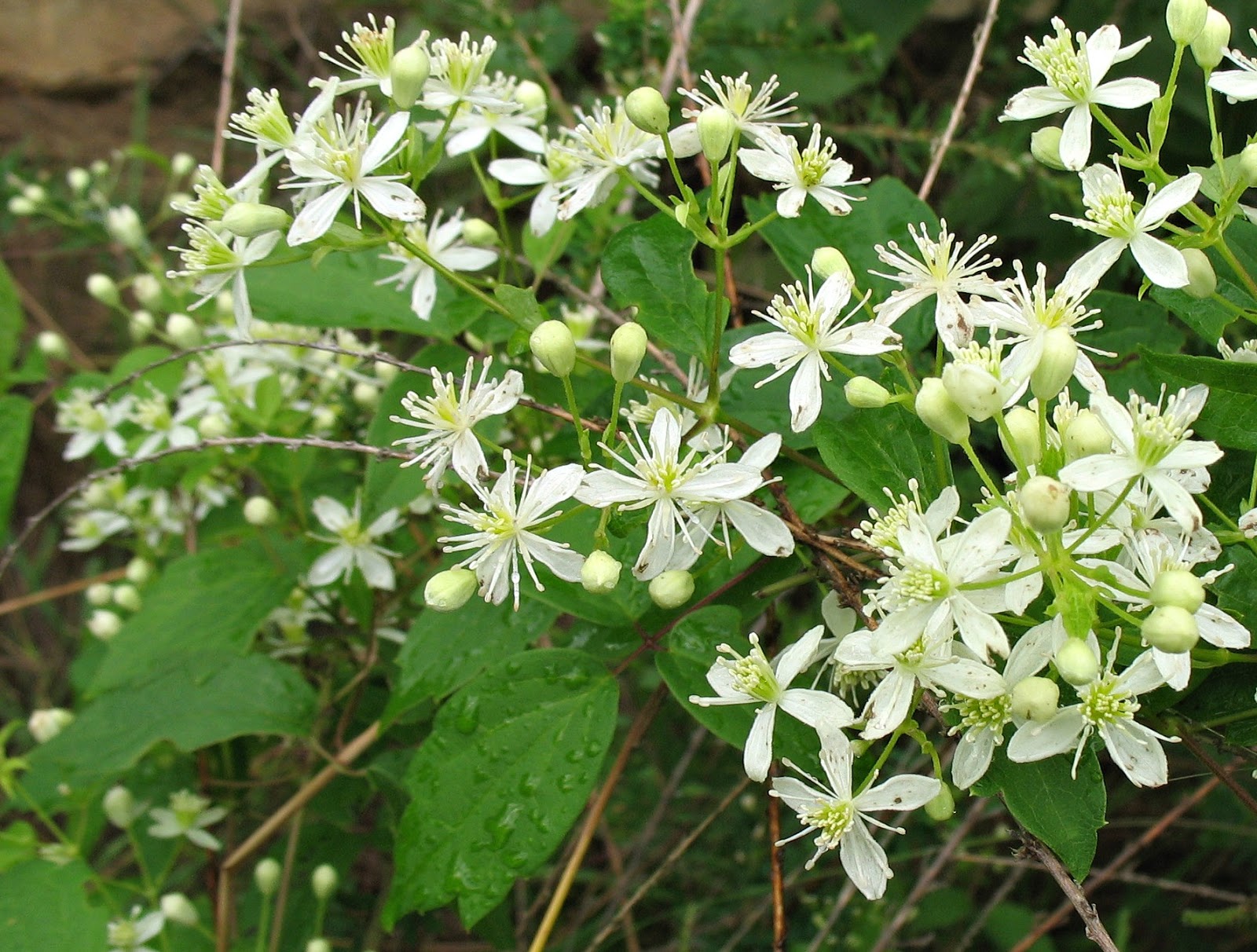 Using Native Plants Wild, White, Late Summerblooming Vines
