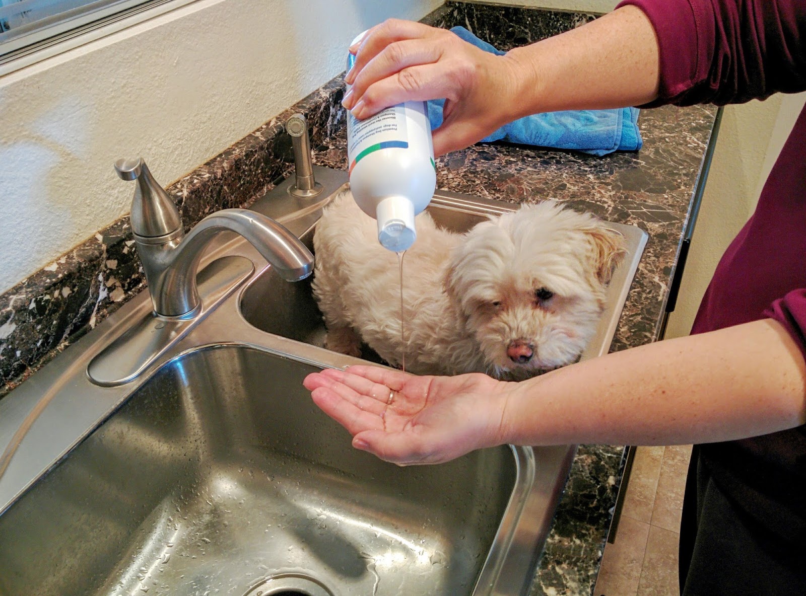 Dogs Luv Us and We Luv Them Bathe Dogs Naturally With BVH PET CARE