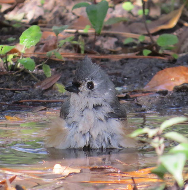 Bob's Gone Birding: Birds Playing in Pools