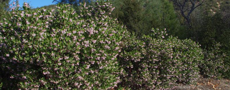 Oleander Plant Profile Toxicity And Identification