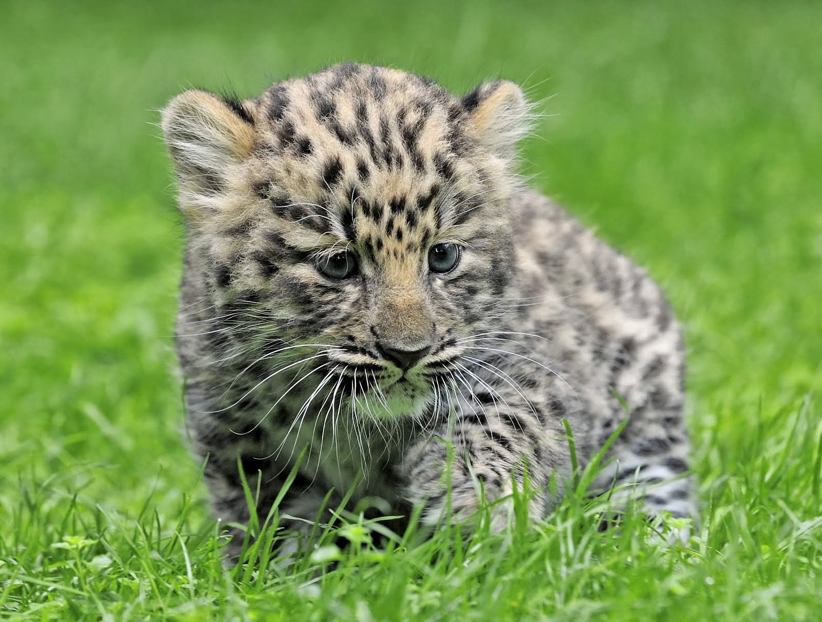 Little Critterz: Animal Profile: Amur Leopard