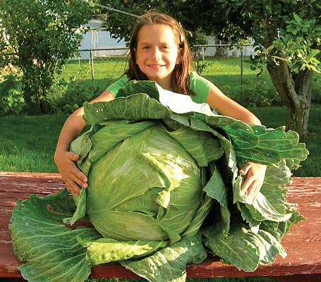 Giant+cabbage.jpg