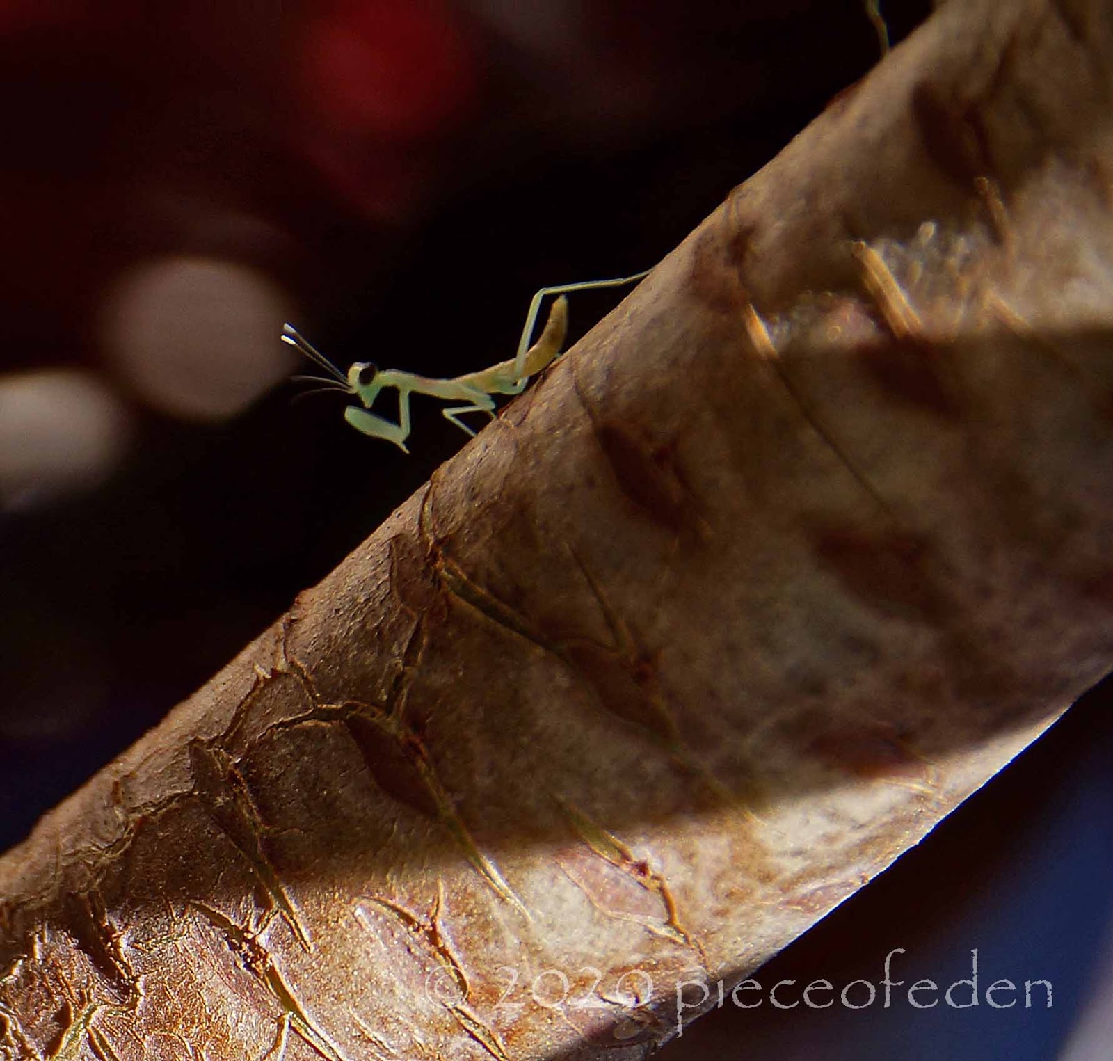 Baby Mantis