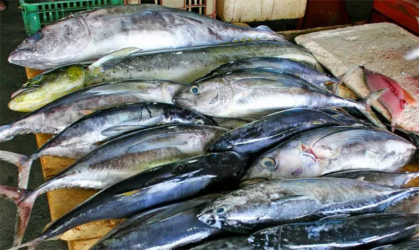 Kerala, Cochin, Fishermen, Sea, River, Prime Minister, Crackdown on chemical preservation of fish.