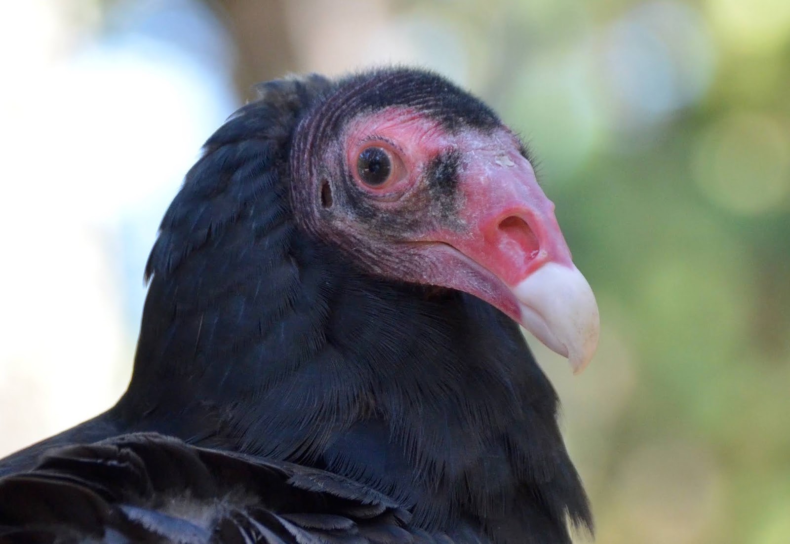 Urban Wildlife Guide Turkey Vulture
