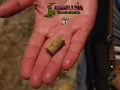 Fósiles en la Sierra de Albarracín Fósiles en la Sierra de Albarracín