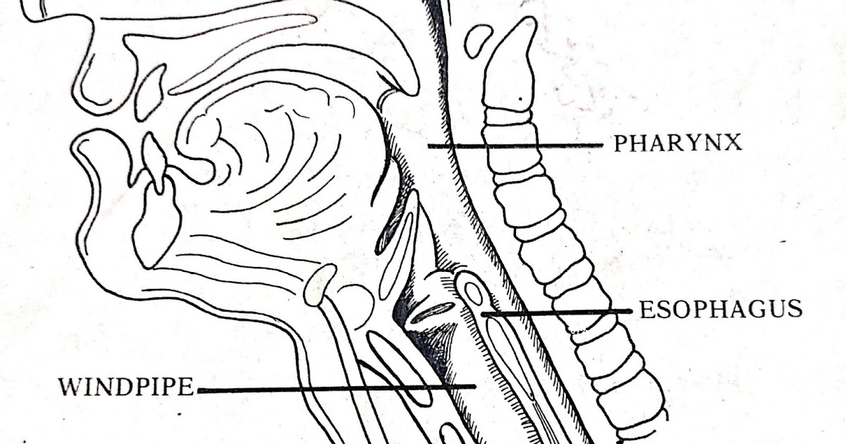 The Pharynx and the Esophagus