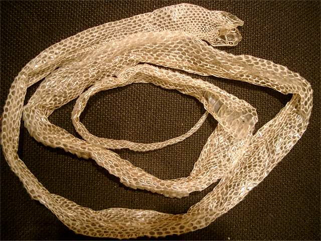 REWIRING THE SOUL with Gabriella Kortsch, Ph.D.: Dream Symbols 3: The Snake