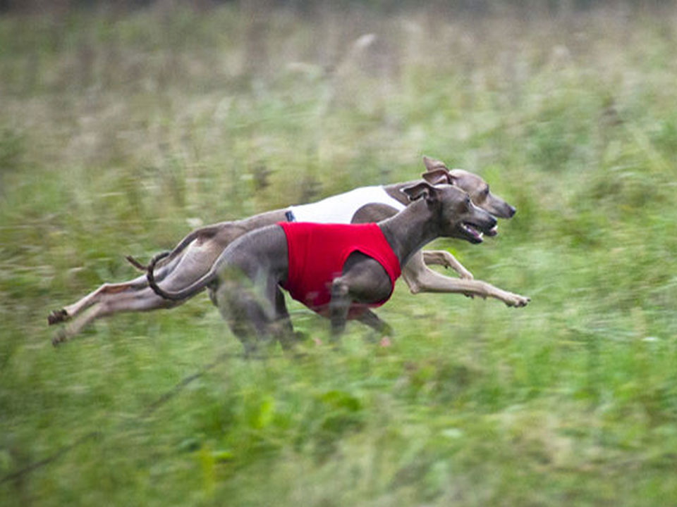 Italian Greyhound Good Companion Dog and Small Breed of Sighthound