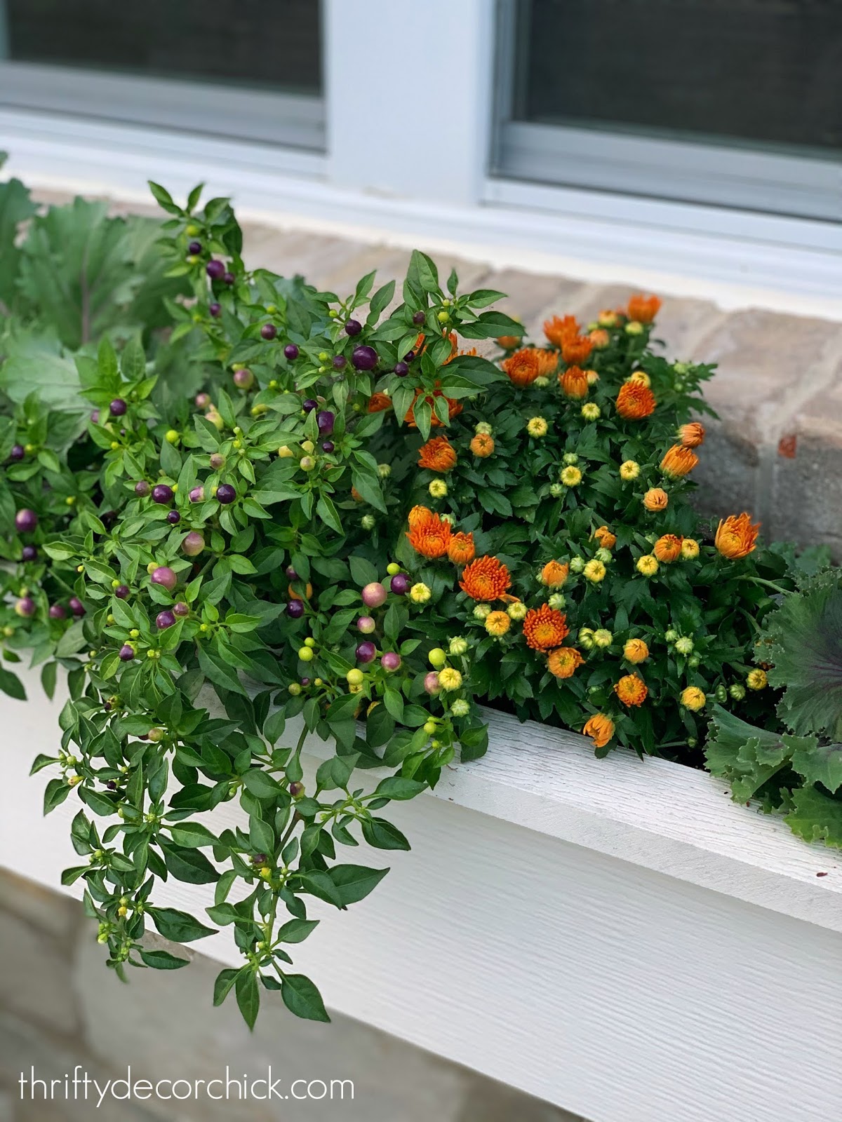 Purple peppers for fall window boxes