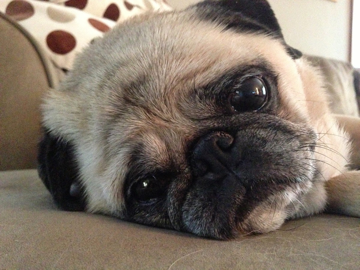 Грустный мопс картинки