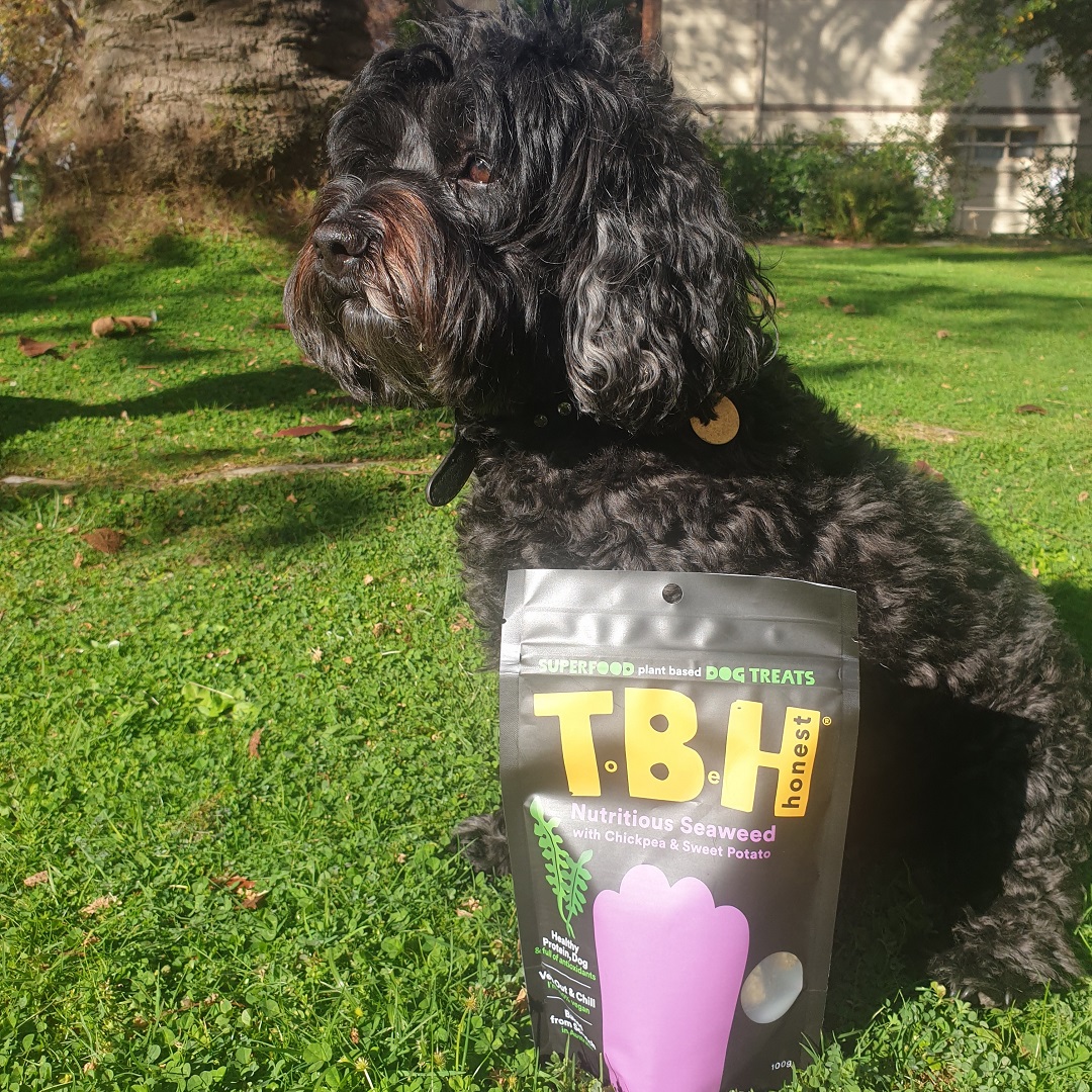 15 Sustainable Pet Brands for Dog Lovers Australian Dog Lover