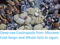 http://sciencythoughts.blogspot.co.uk/2012/07/deep-sea-gastropods-from-miocene-cold.html