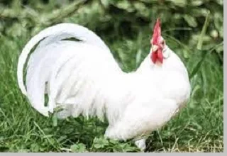Ayam Leghorn