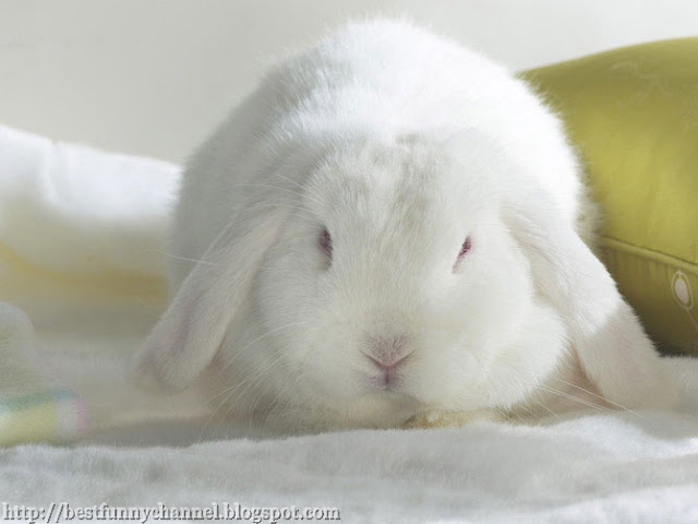 Cute white rabbit.