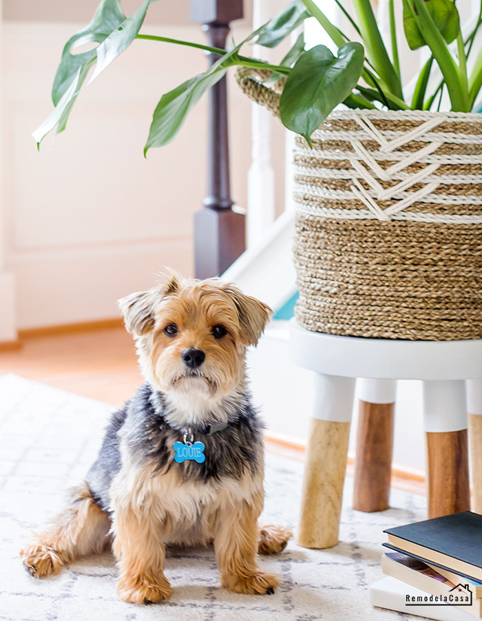 Yorkshire Terrier Louie