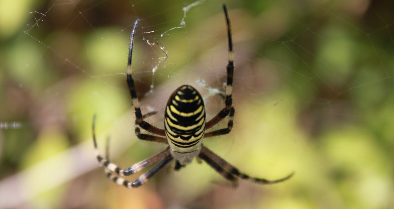 FELIPECHE VIDEO: L'argiope buennichi une des plus belle araignée de France