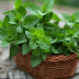Benefits and harms of mint Benefits and harms of mint