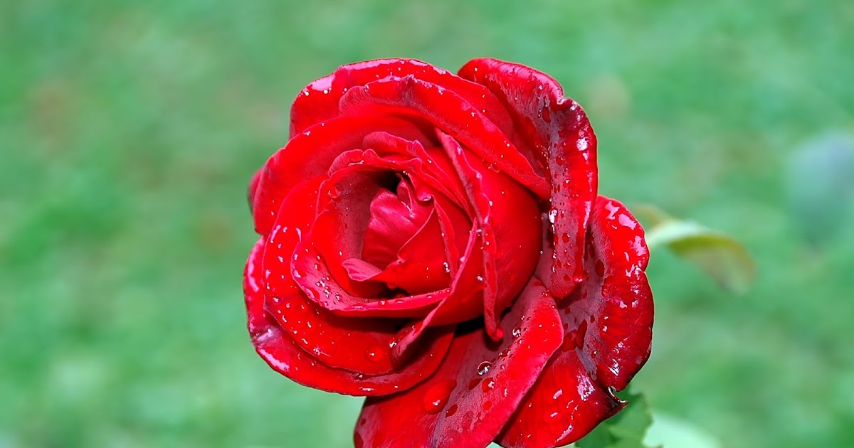 Il cognome della viola: ”Stat rosa pristina nomine, nomina nuda tenemus.”