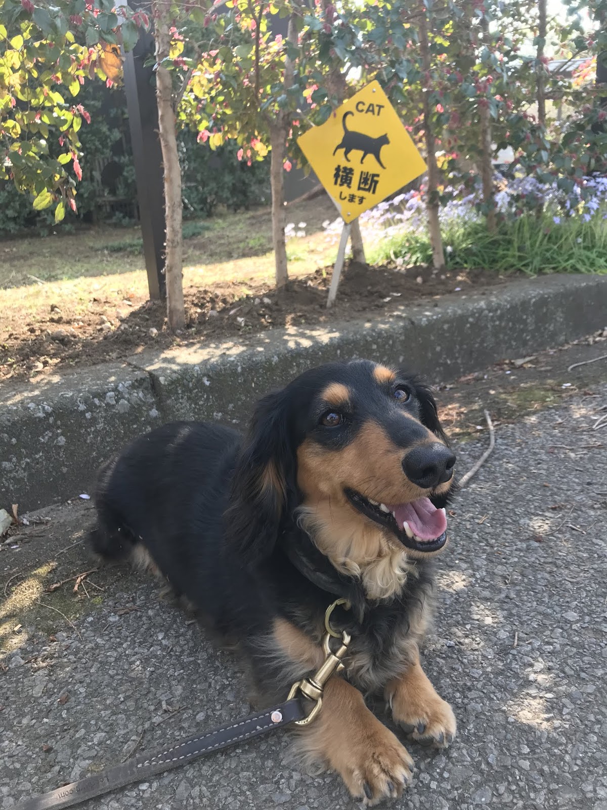 ドイツ語練習帳 猫好き Der Katzenliebhaber Die Katzenliebhaberin Cat Lover