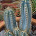 Pilosocereus pachycladus oder Blue Columnar Cactus