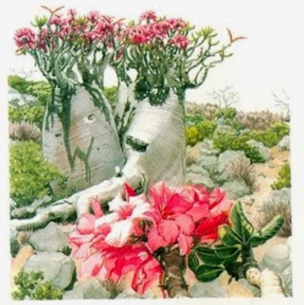 Pulau Socotra Yemen, Pulau yang Didakwa Tempat Dajjal Dirantai