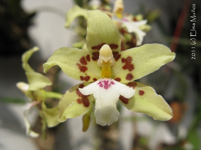 Oncidium Trilobum