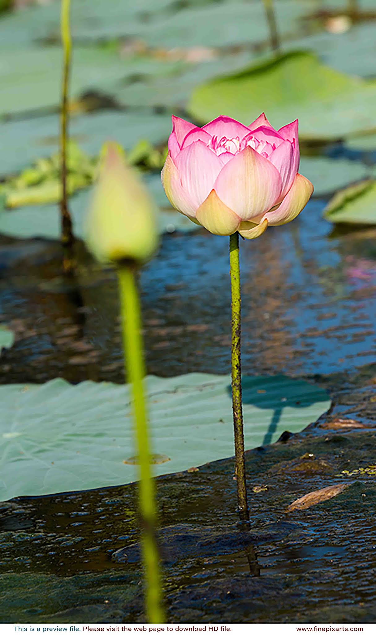 Lotus flower 00019