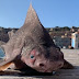 Tubarão com aparência de porco é encontrado em ilha italiana