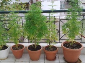 Καστοριά: Σε γλάστρες στο μπαλκόνι καλλιεργούσε την κάνναβη – Αναζητείται ο δράστης