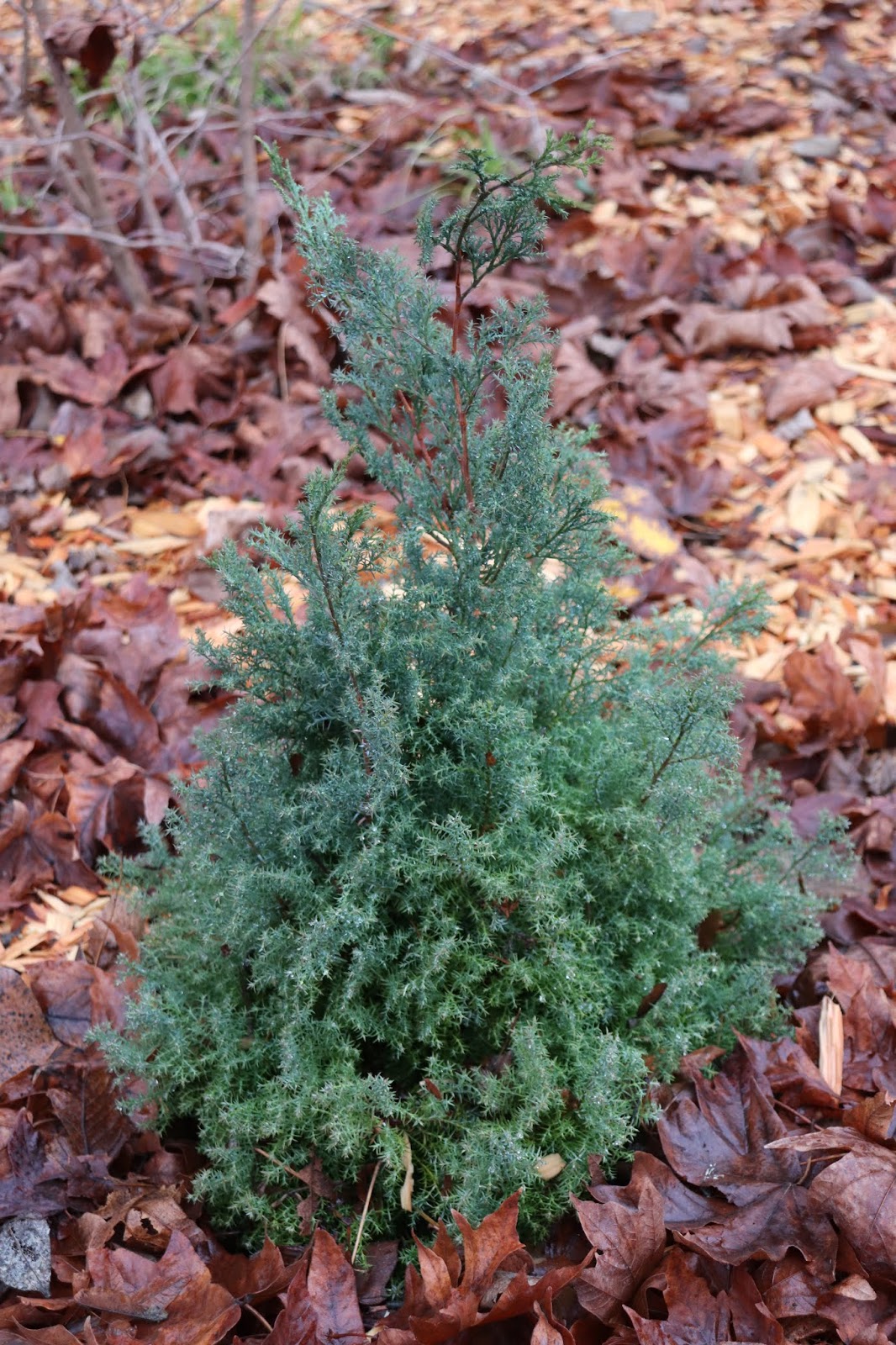 11 Best Juniper Images Plants Juniperus Communis Evergreen
