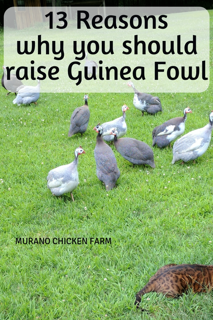 13 Reasons why you should raise Guinea fowl Murano Chicken Farm