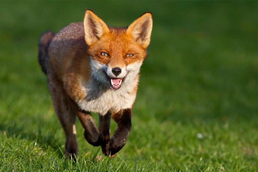 Fox