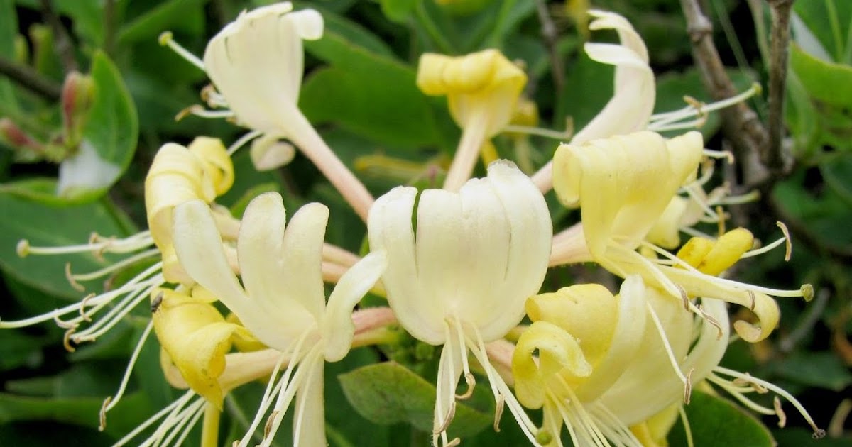 Show 46: The Everlasting and Honeysuckle Families of Herbs
