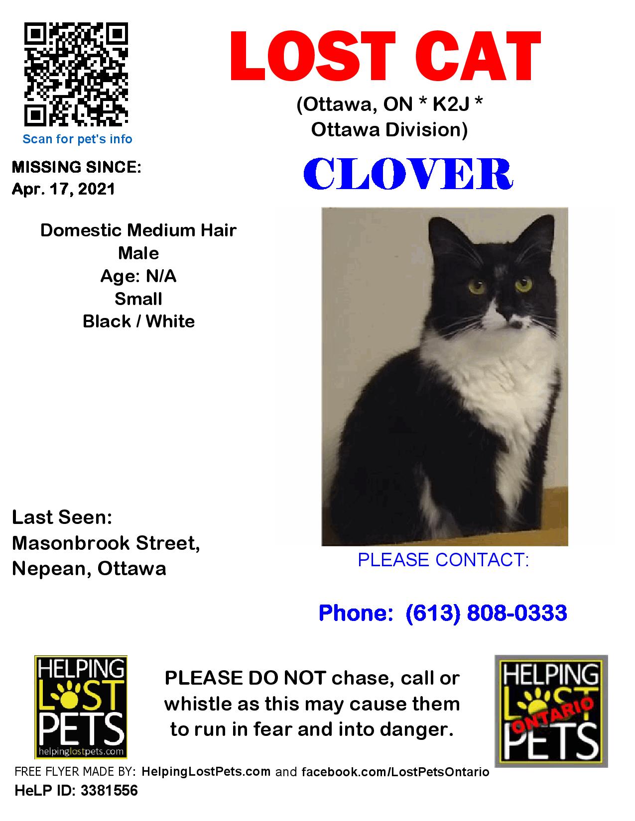 Ontario Missing Pets Alert System Lost Cat Ottawa, Ontario April