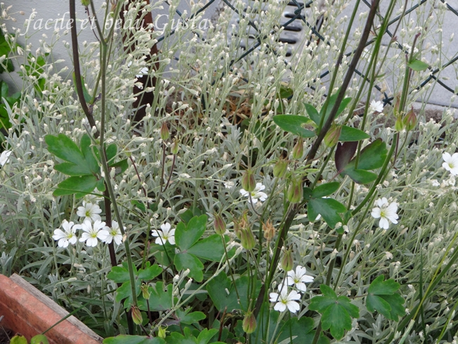 facile et beau - Gusta: Garten Allerlei im Juni