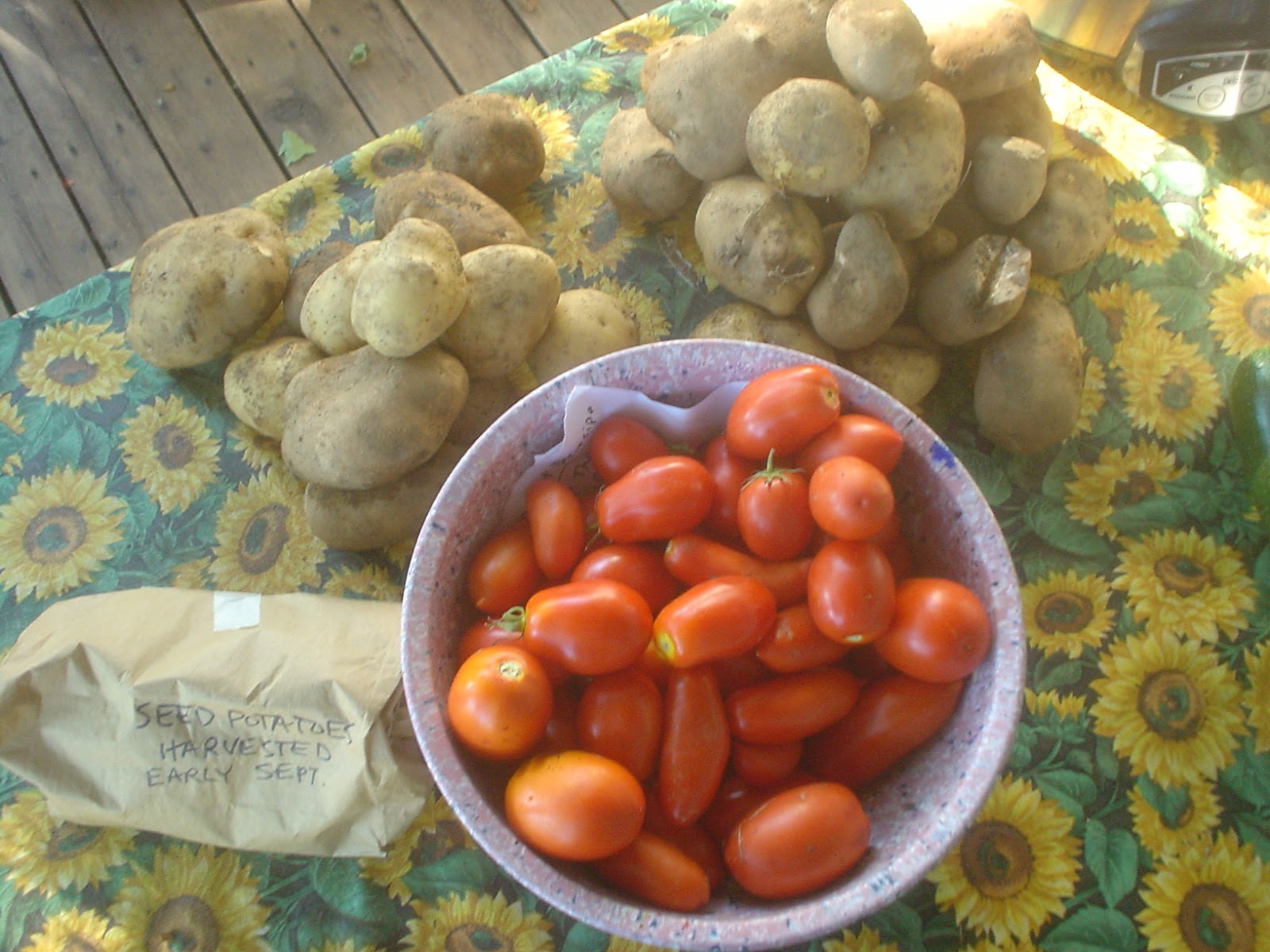 The Sharing Gardens Can I Speed Up Potato Sprouting?