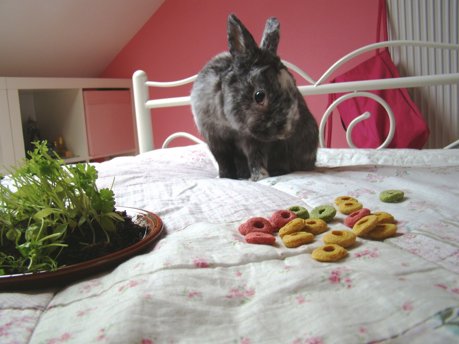 Kaninchenfutter ♥: Kaninchenfutter (in echt!)