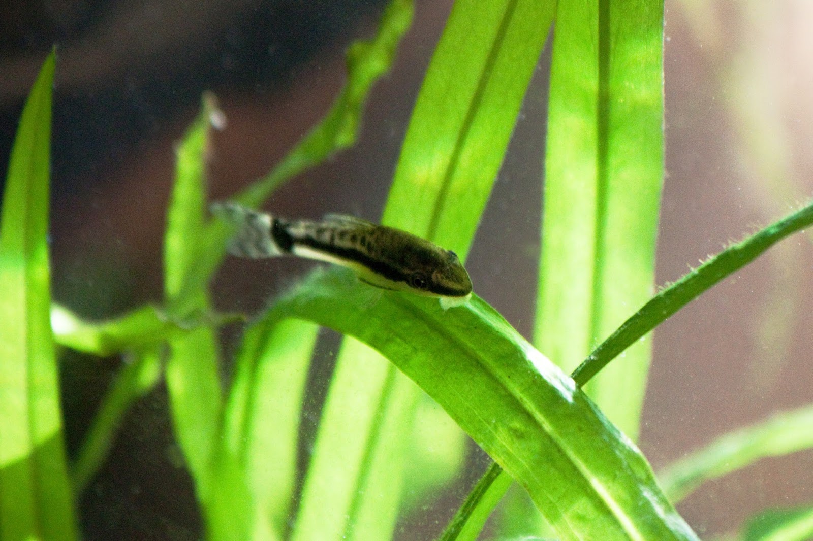 Finatics Tropical Fish to Finatics Tropical Fish Blog!