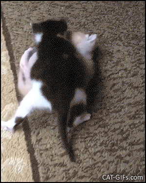 Funny Kitten GIF • Kitten wrestling • 2 tiny kitties fighting hard. Look at these fat little milk bellies Funny Kitten GIF • Kitten wrestling • 2 tiny kitties fighting hard. Look at these fat little milk bellies