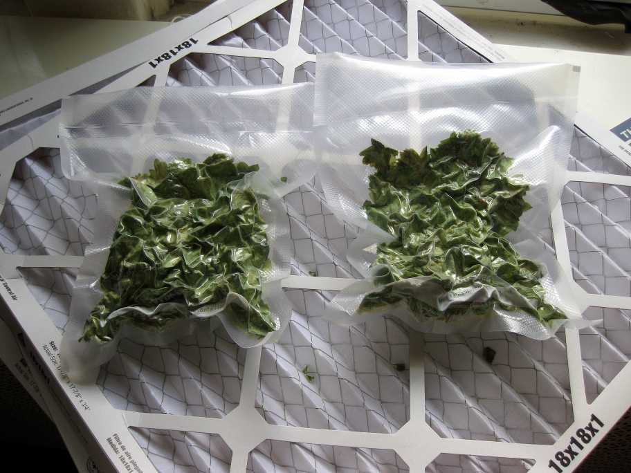 Drying Hops at Home The Mad Fermentationist Homebrewing Blog