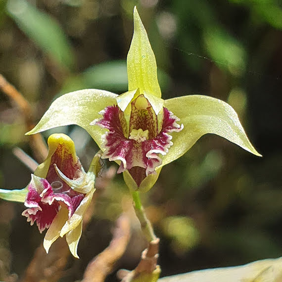 Dendrobium strongylanthum