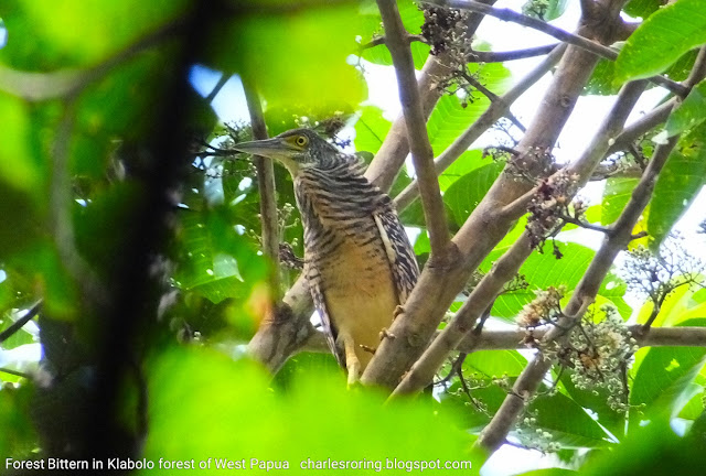 Rainforest Wildlife Tour with Charles Roring Forest Bittern (Zonerodius heliosylus)