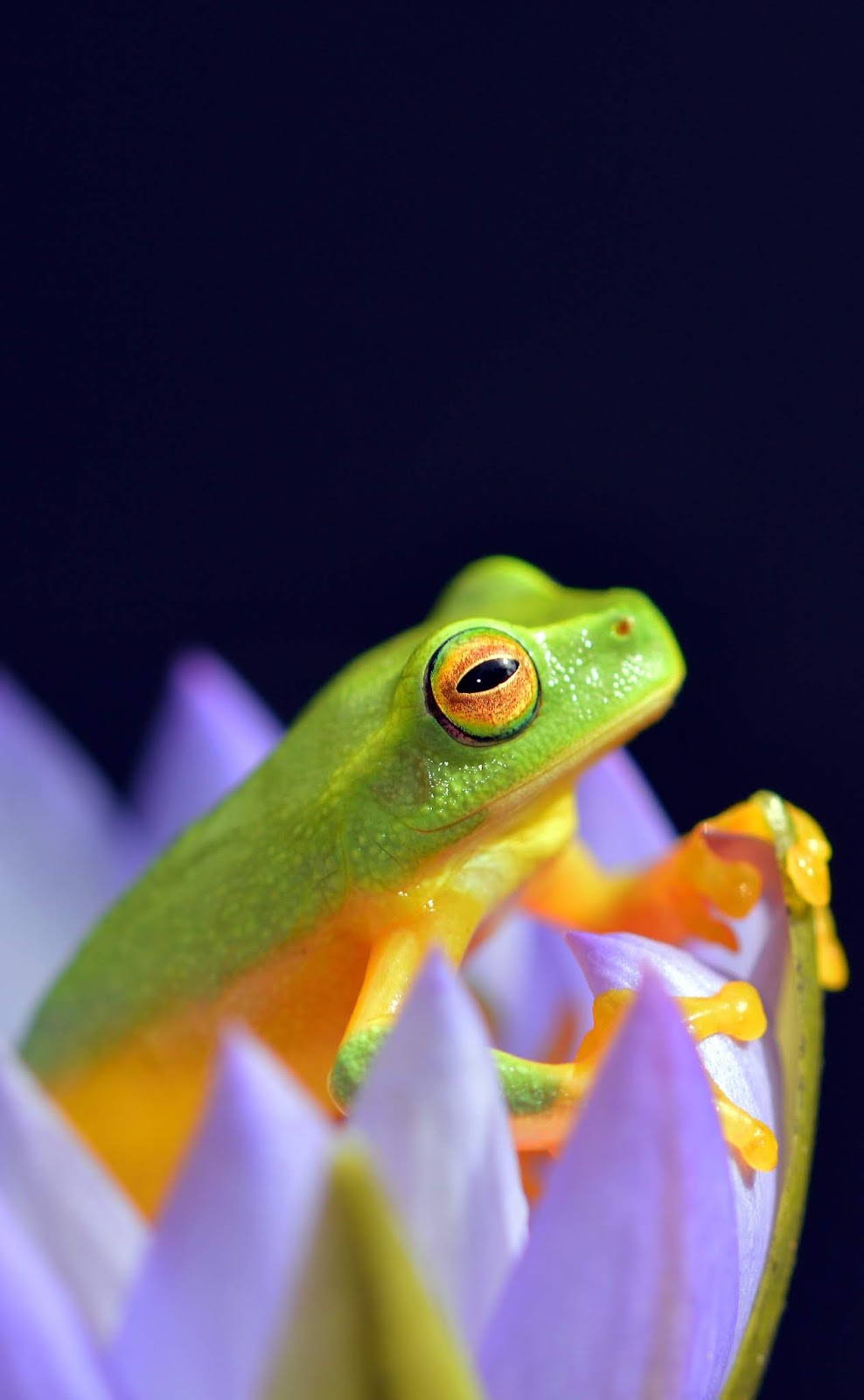 Picture of a dainty green tree frog.