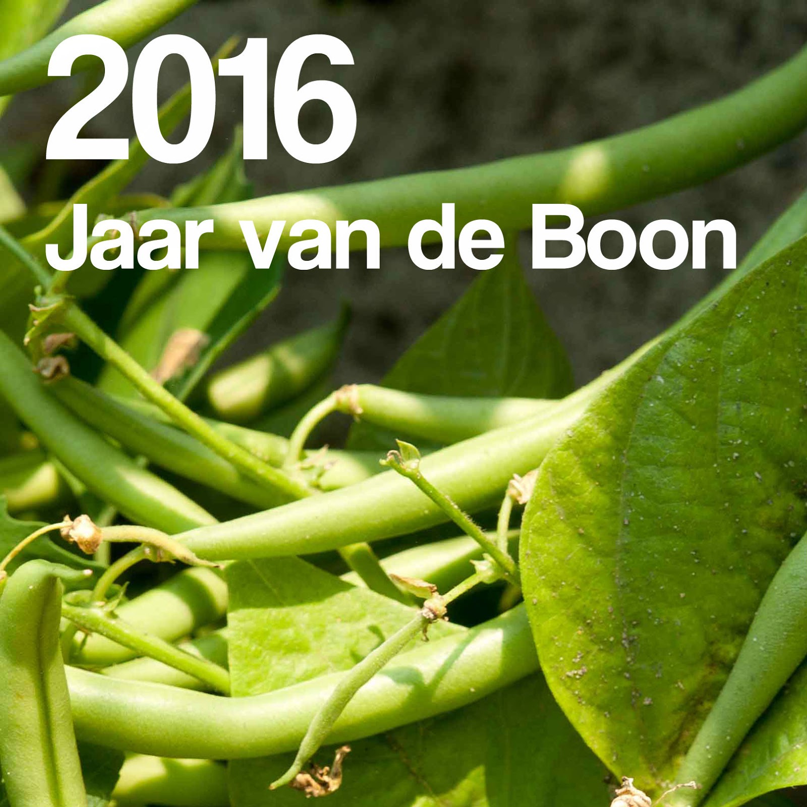 international year of the pulses 2016 bonen boon