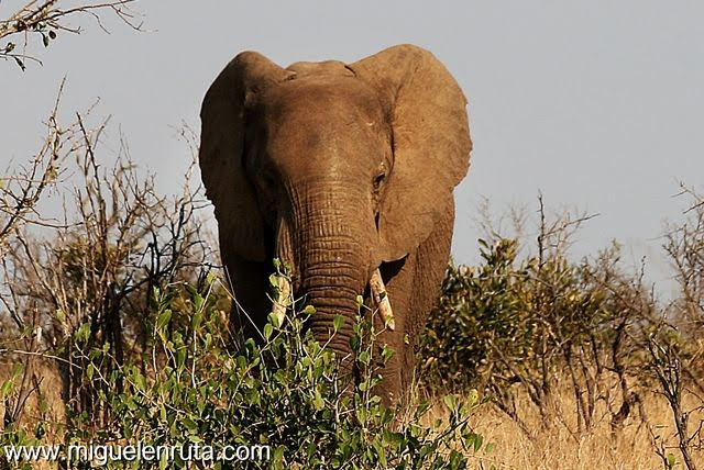 Safari-por-libre-en-Kruger-Shukuza-Elefante-2