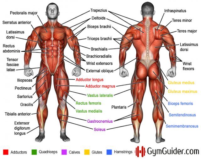 Why You Should Learn Muscle Names - Bodydulding
