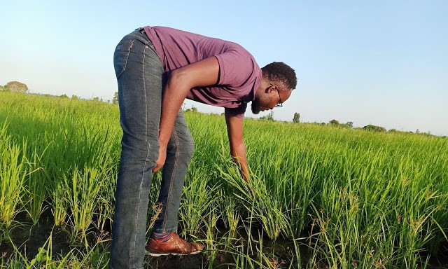 Farming rice without mechanization is the peak of farm drudgery. Rice farmers deserve a break from drudgery. Mechanization of rice farming in Kenya.